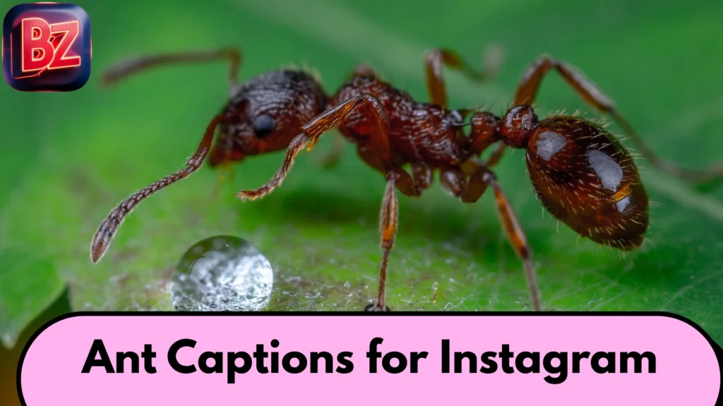 Ant Captions for Instagram