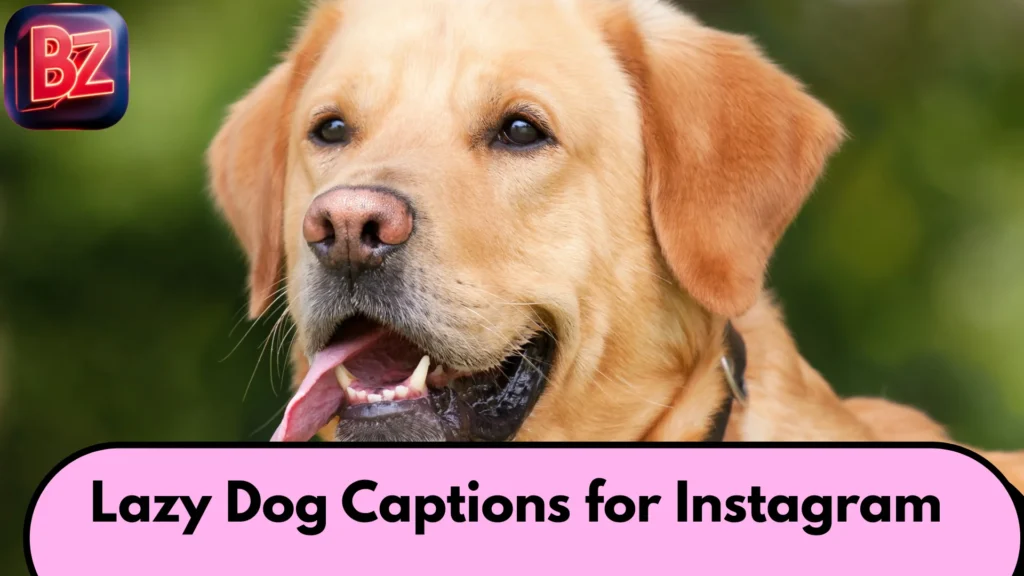 Lazy Dog Captions for Instagram
